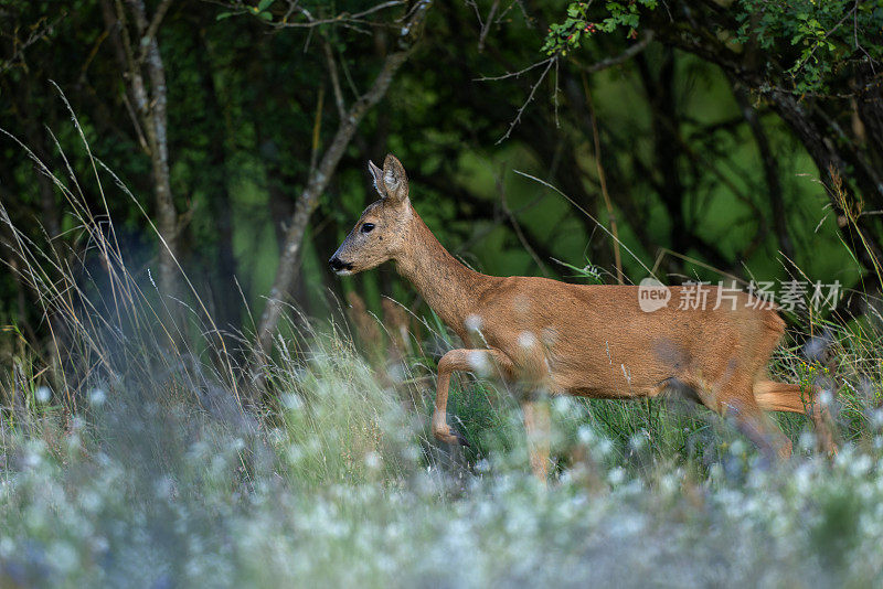 雌狍子(Capreolus Capreolus)